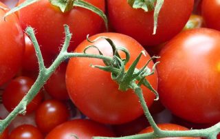 biotomaten.jpg