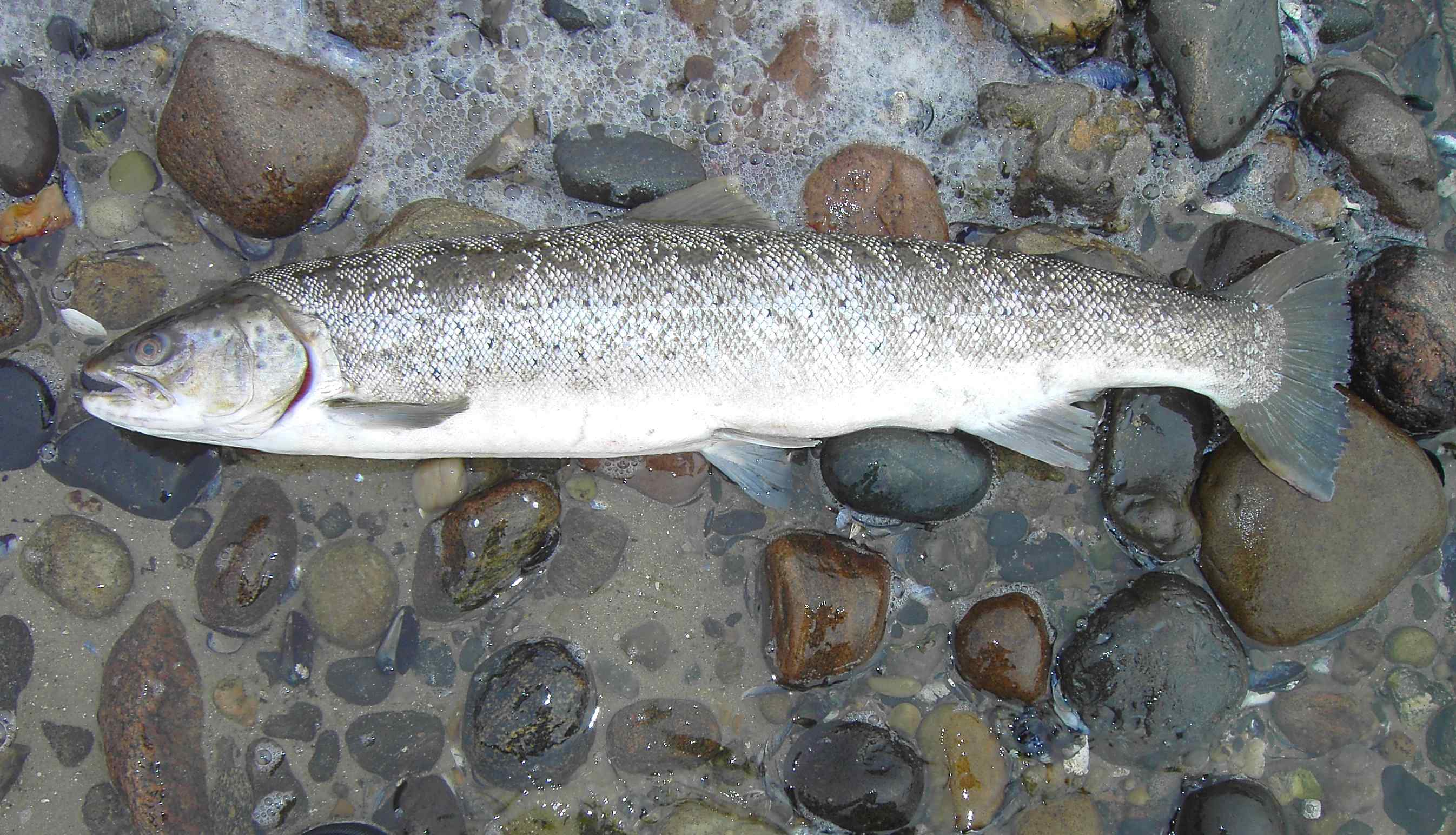 Die Entscheidung für eine sozial gerechte und ökologisch nachhaltige Die Entscheidung für eine sozial gerechte und ökologisch nachhaltige