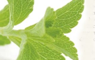 stevia.jpg
