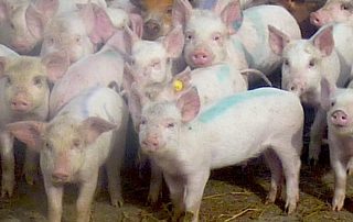 schweine2.jpg