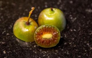 kiwibeeren-02.jpg